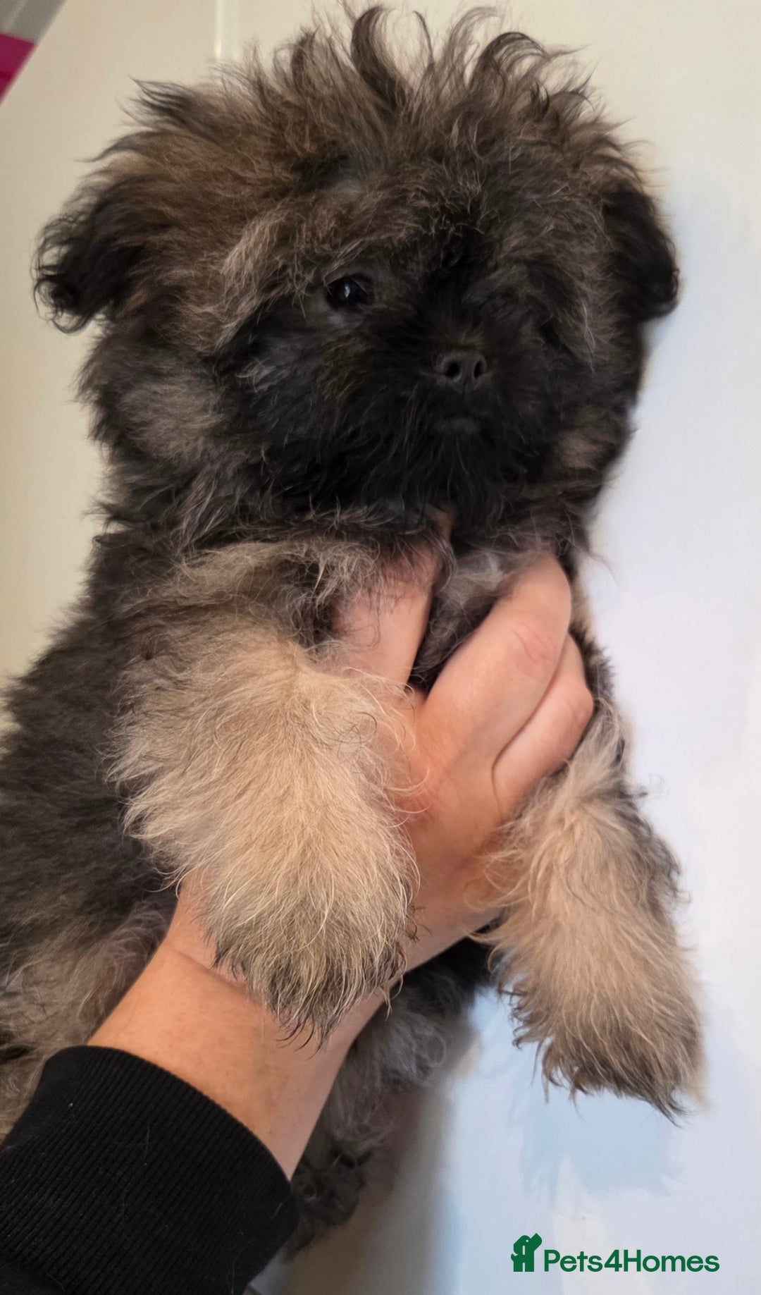 Mixed Breed dogs for sale: Shitzu x pomeranian Shiranian READY TO GO NOW  - Image 1