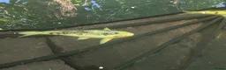 Koi Carp fish for sale: Japanese Koi Carp x 3 huge Golden Orfe x 1 - Advert 3