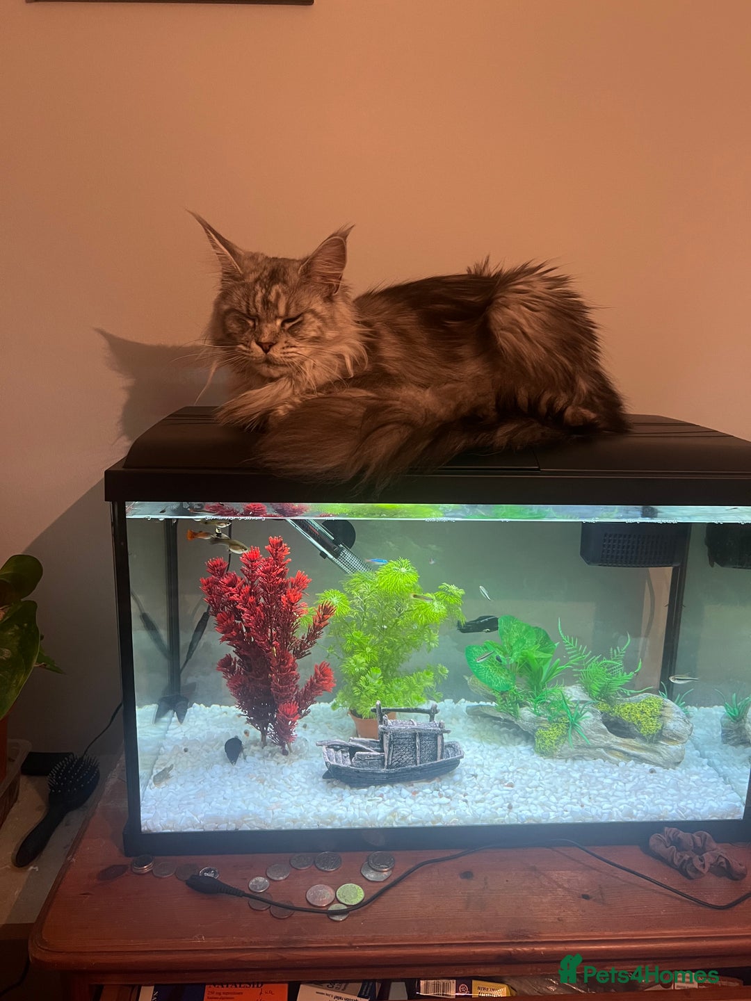 Maine Coon cats for sale: Beautiful Maine Coon Girl –Ready Now - Advert 1