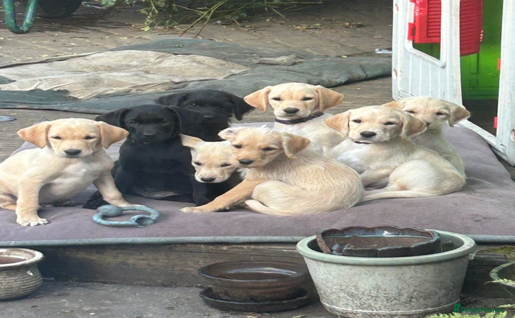 Mixed Breed dogs - Advert 2