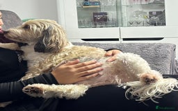 Mixed Breed dogs for sale:  Fab❤️Ttoodle Tibetan terrier x Miniature Poodle - Image 3