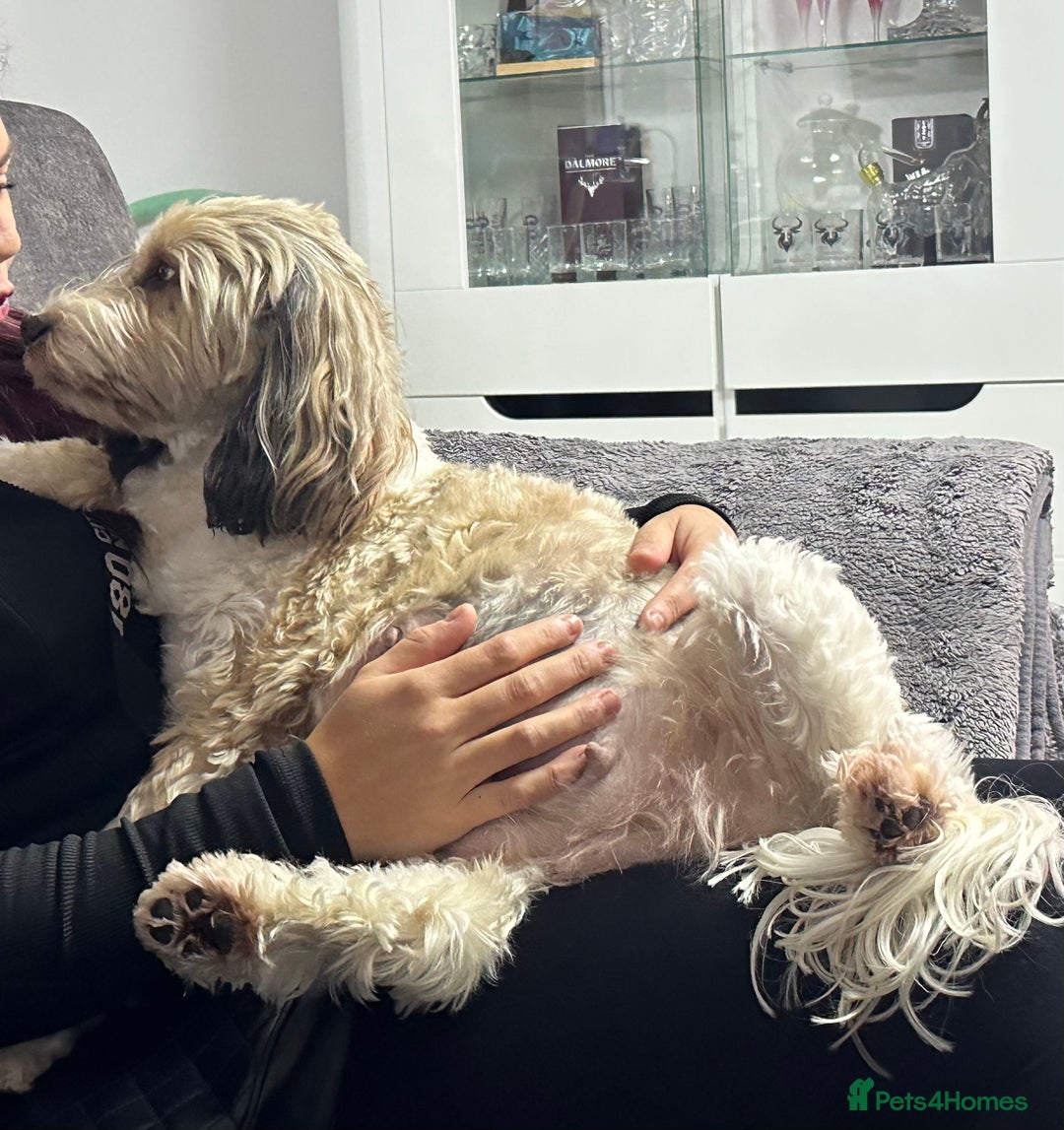 Mixed Breed dogs for sale:  Fab❤️Ttoodle Tibetan terrier x Miniature Poodle - Image 3