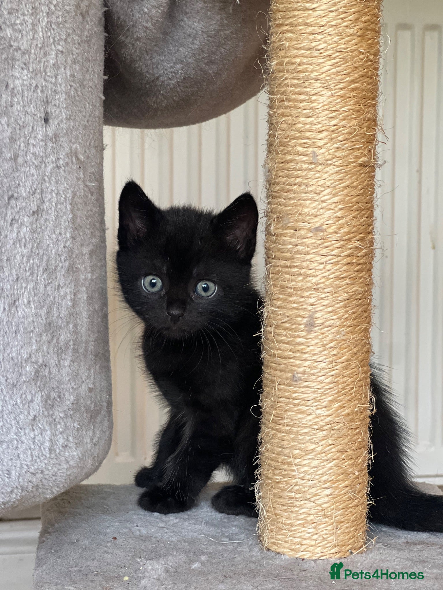 Maine Coon cats Maine Coon Cross Kittens Seeking Forever Homes - Advert 8