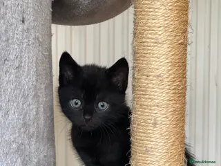 Maine Coon cats Maine Coon Cross Kittens Seeking Forever Homes - Advert 8