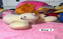 Pomeranian dogs for sale: Beautiful Pomeranian puppy’s  - Image 3