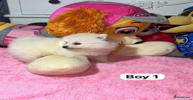 Pomeranian dogs - Advert 8