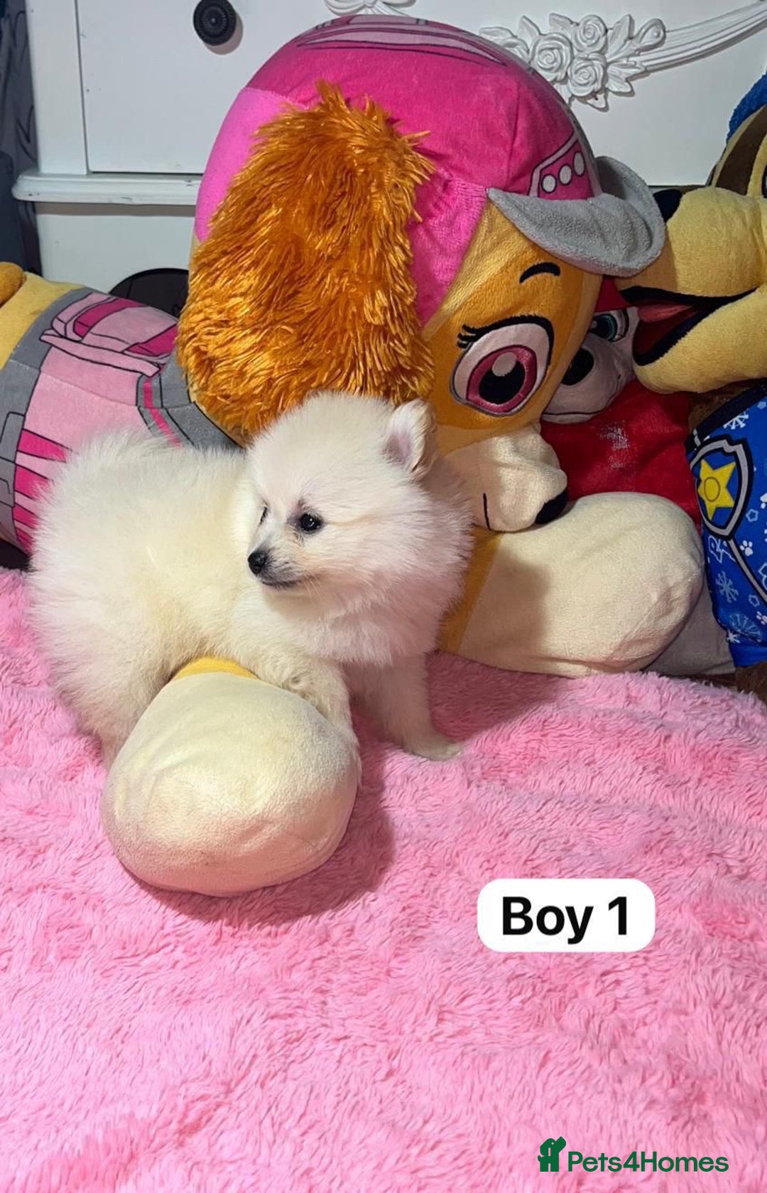 Pomeranian dogs for sale: Beautiful Pomeranian puppy’s  - Image 3