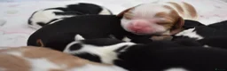 Cavalier King Charles Spaniel dogs for sale: MRI scanned parents fullY health tested - Advert 12