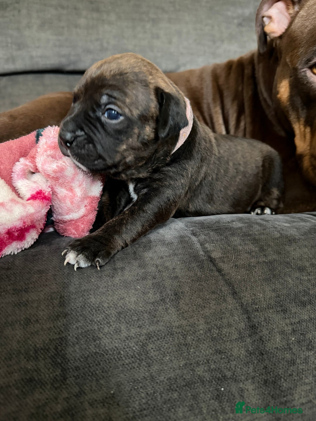 Mixed Breed dogs for sale: Beautiful Home- Reared Puppies!  - Advert 5