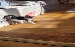 Mixed Breed cats for sale: Kitten  - Image 8