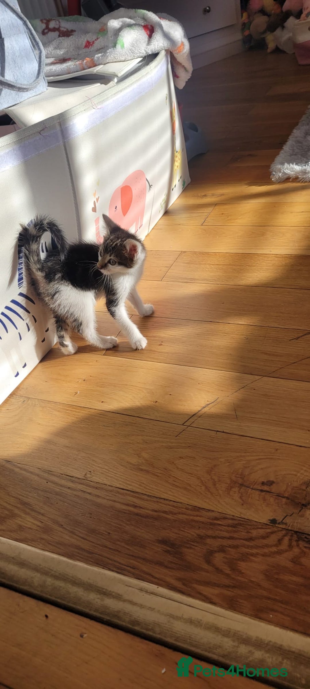 Mixed Breed cats for sale: Kitten  - Image 8
