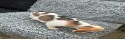 Beagle dogs for sale: Beautiful Beagle Puppies - Advert 6