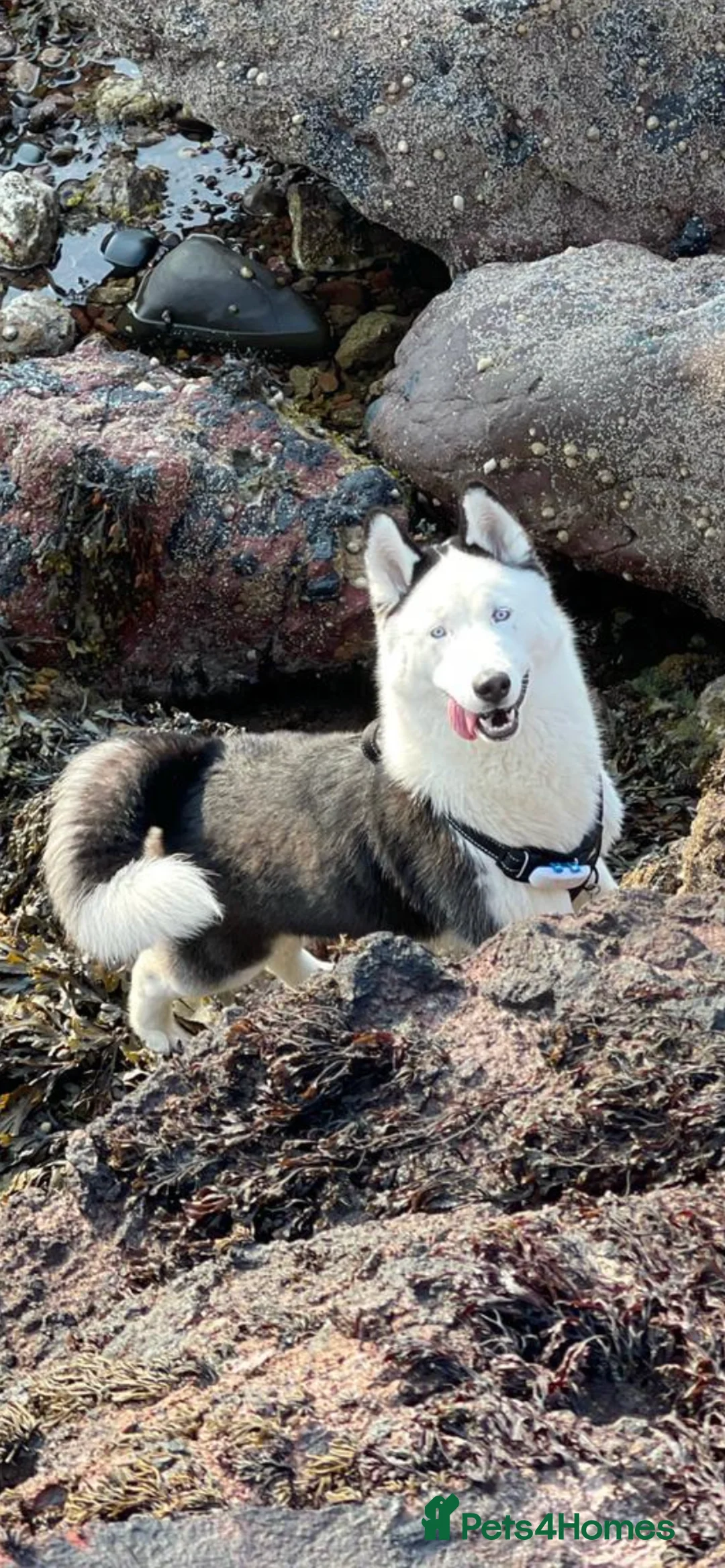 Siberian Husky dogs for stud: Stunning Blue eye Sibrian Husky for Stud (Proven) in Liverpool - Advert 13