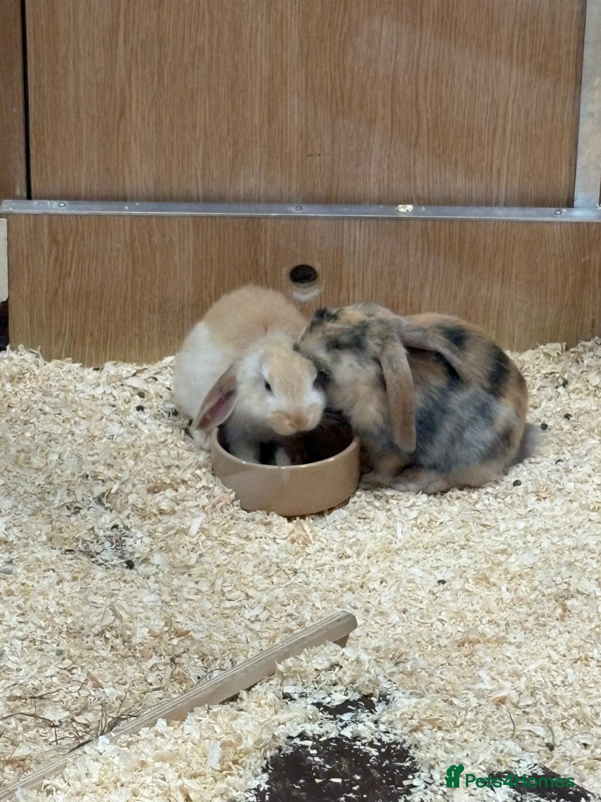 Mini Lop rabbits Two male rabbits  - Advert 2