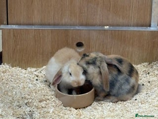 Mini Lop rabbits Two male rabbits - Advert 2