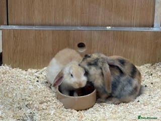 Mini Lop rabbits Two male rabbits - Advert 18