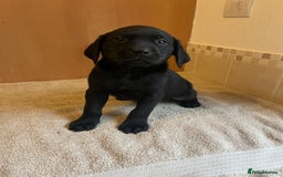 Labrador Retriever dogs for sale: Gorgeous Labrador Puppies - Image 7