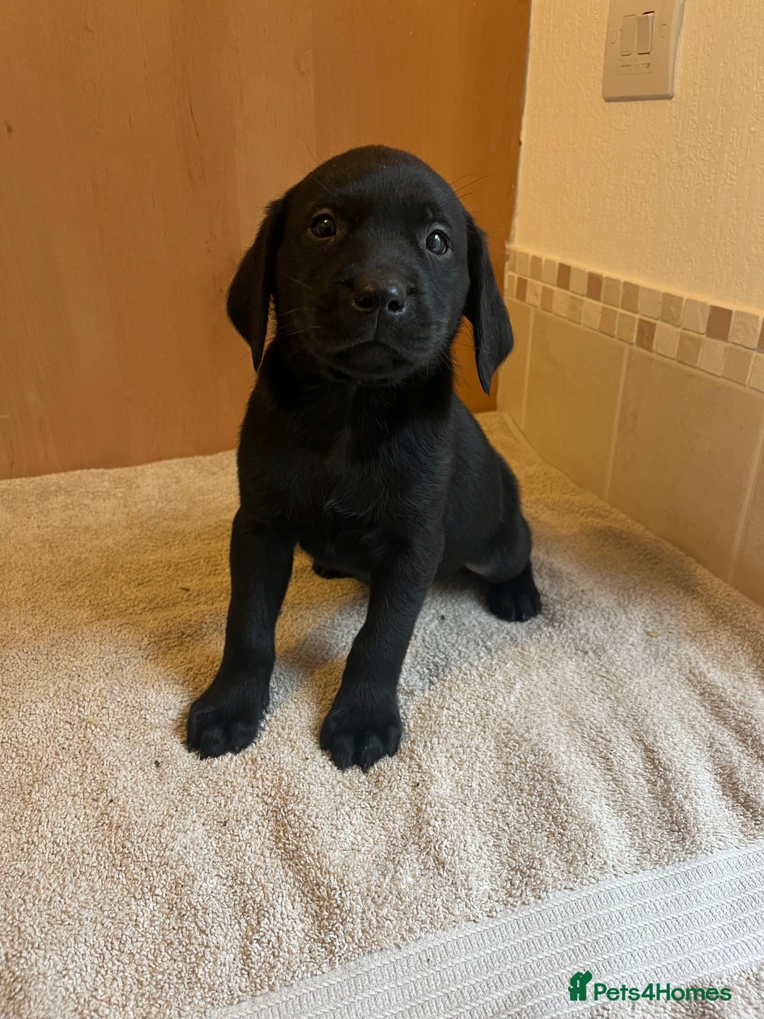 Labrador Retriever dogs for sale: Gorgeous Labrador Puppies - Image 7