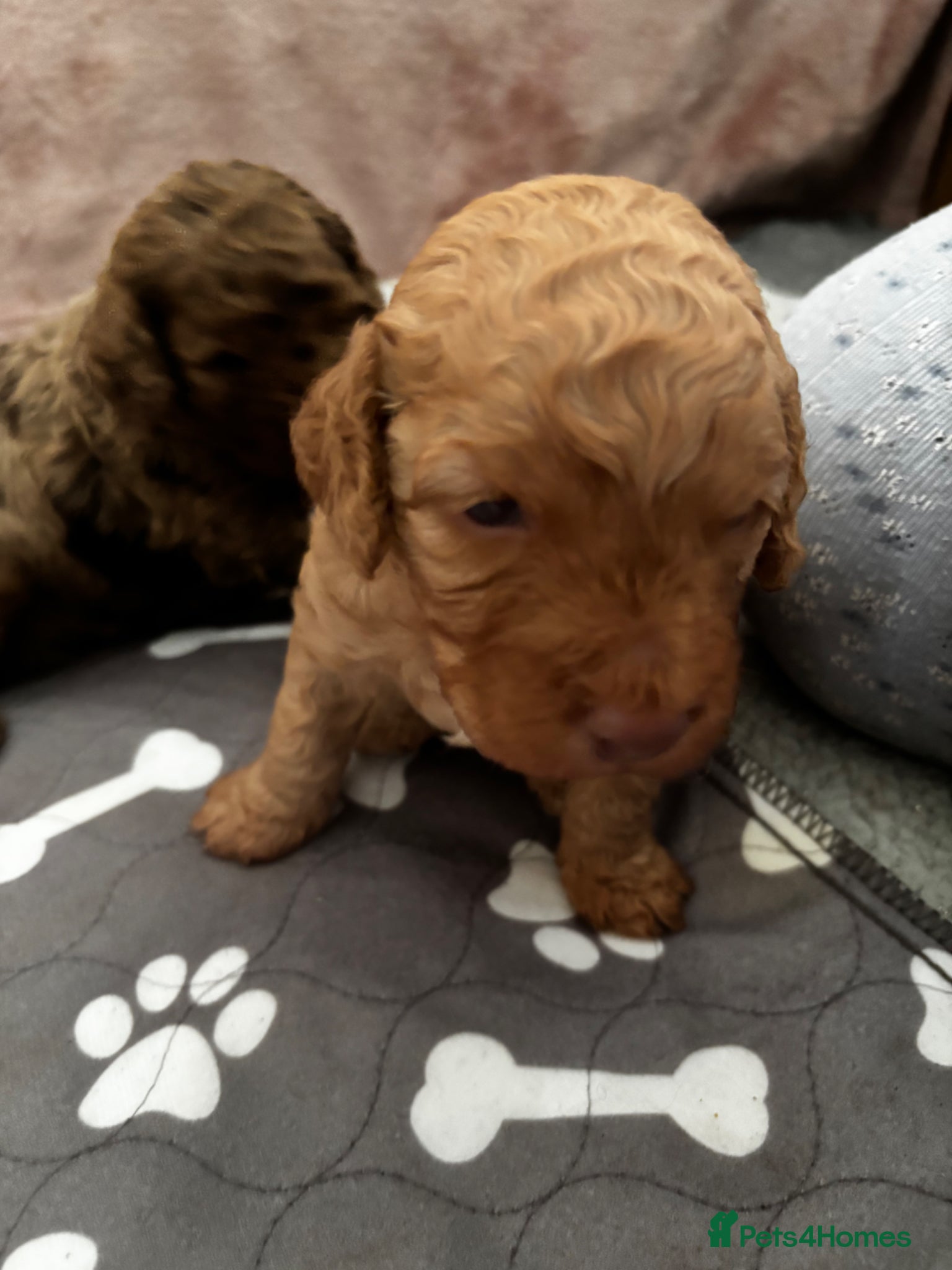 Cockapoo dogs Beautiful merle Cockapoo puppies  - Advert 10