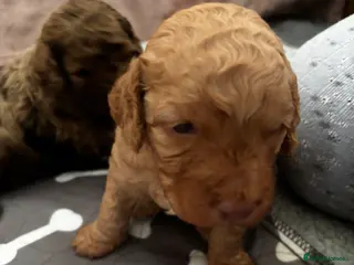 Cockapoo dogs Beautiful merle Cockapoo puppies - Advert 10