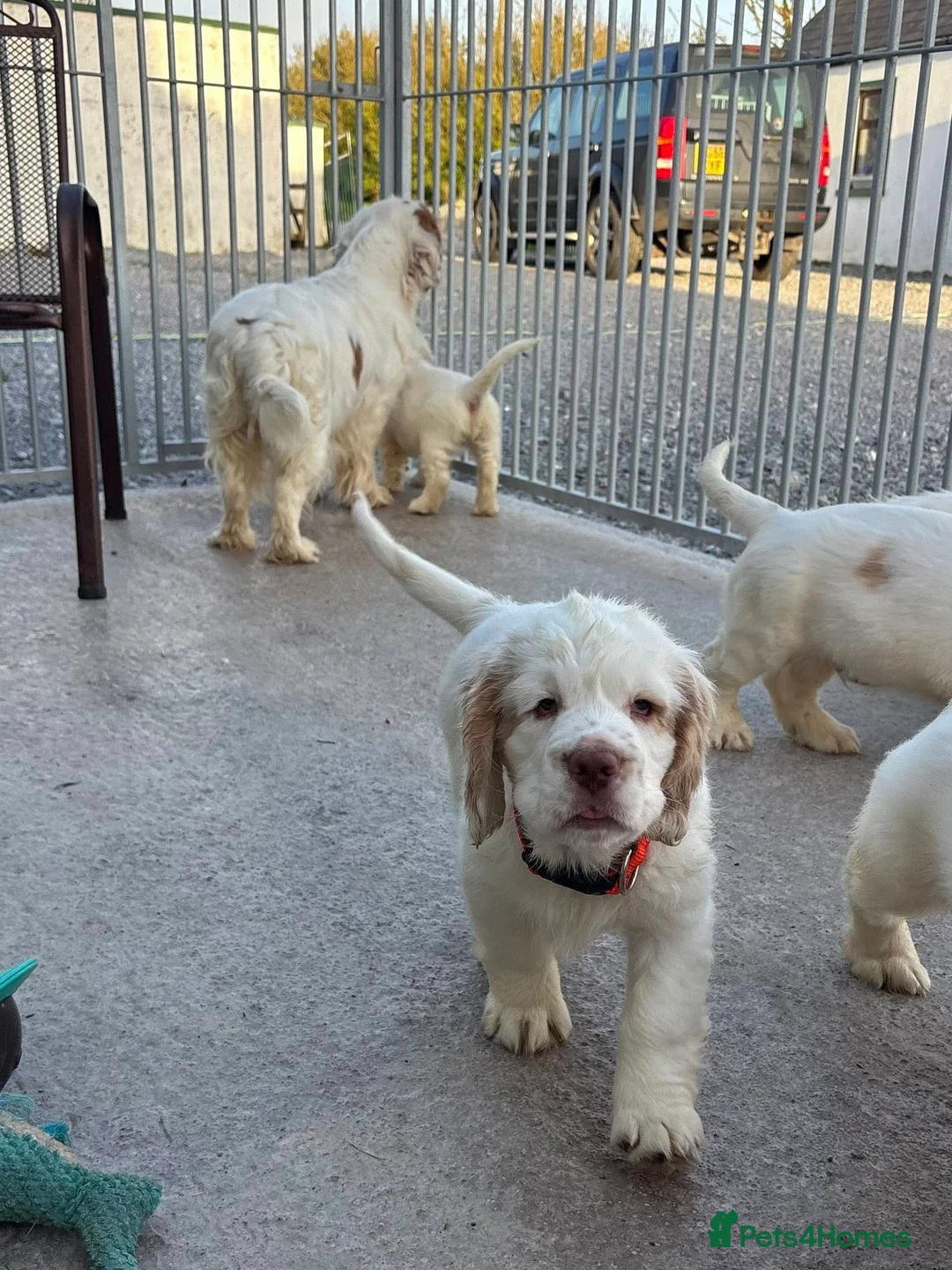 Clumber Spaniel dogs for sale: Clumber Spaniel Puppies Available 🐾 in Brora - Advert 2