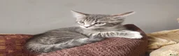 Mixed Breed cats for sale: Grey Tabby Girl/Tuxedo Boy - Advert 5