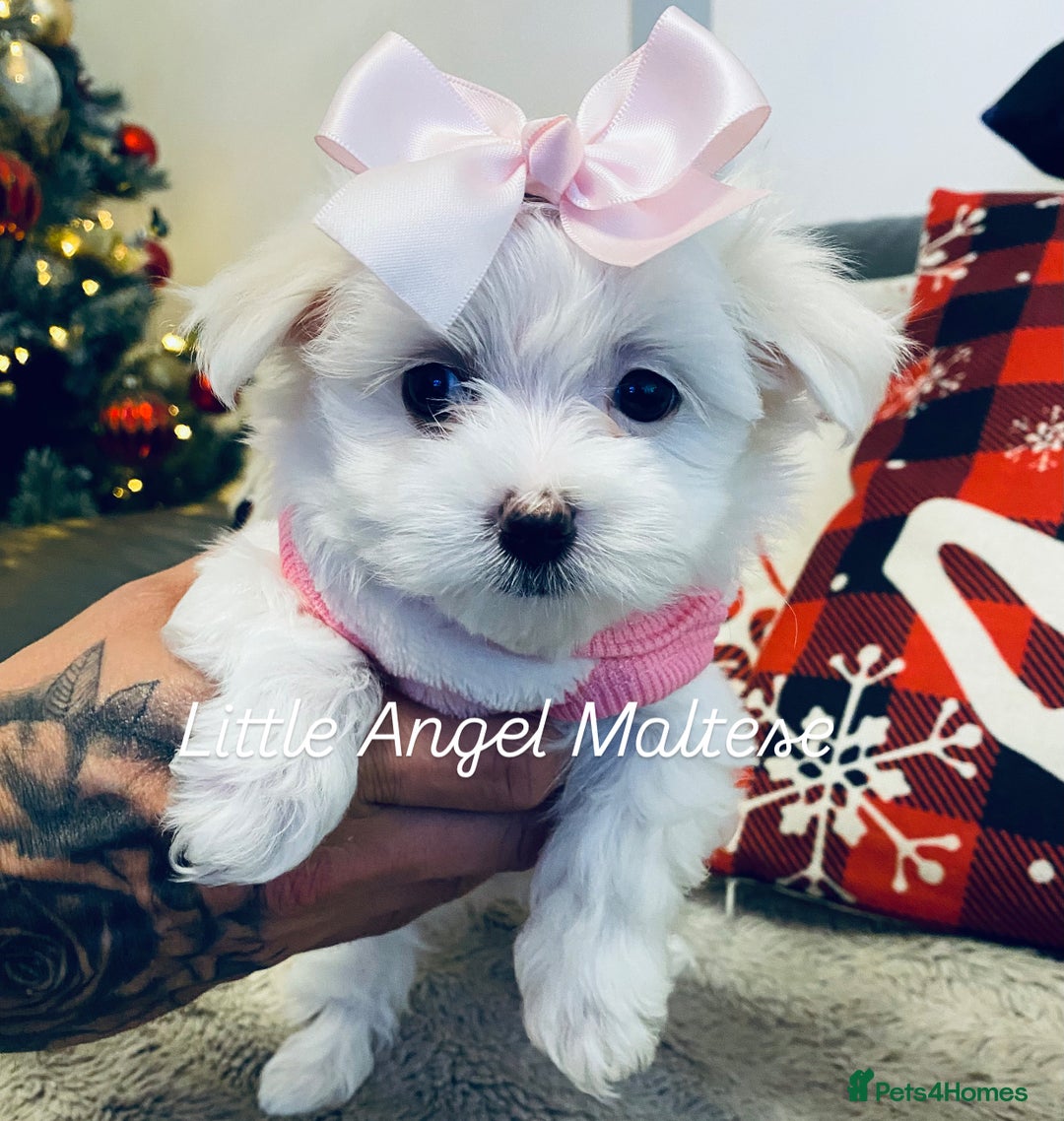Maltese dogs for sale: ✨ Outstanding KC half-Korean Maltese Puppies ✨ - Advert 20