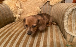 Miniature Dachshund dogs for sale: True miniature Dachshund puppies  - Image 15