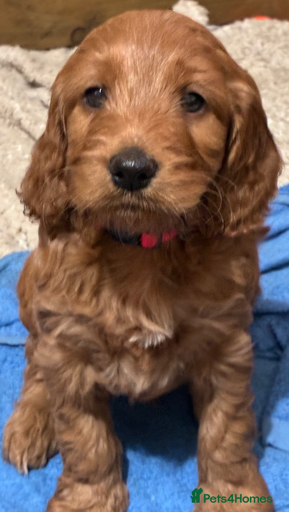 Cockapoo dogs Gorgeous F1 Cockapoo Puppies! - Advert 2