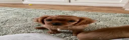 Cavalier King Charles Spaniel dogs for sale: Ruby Cavalier King Charles Spaniel Puppy’s  - Advert 16
