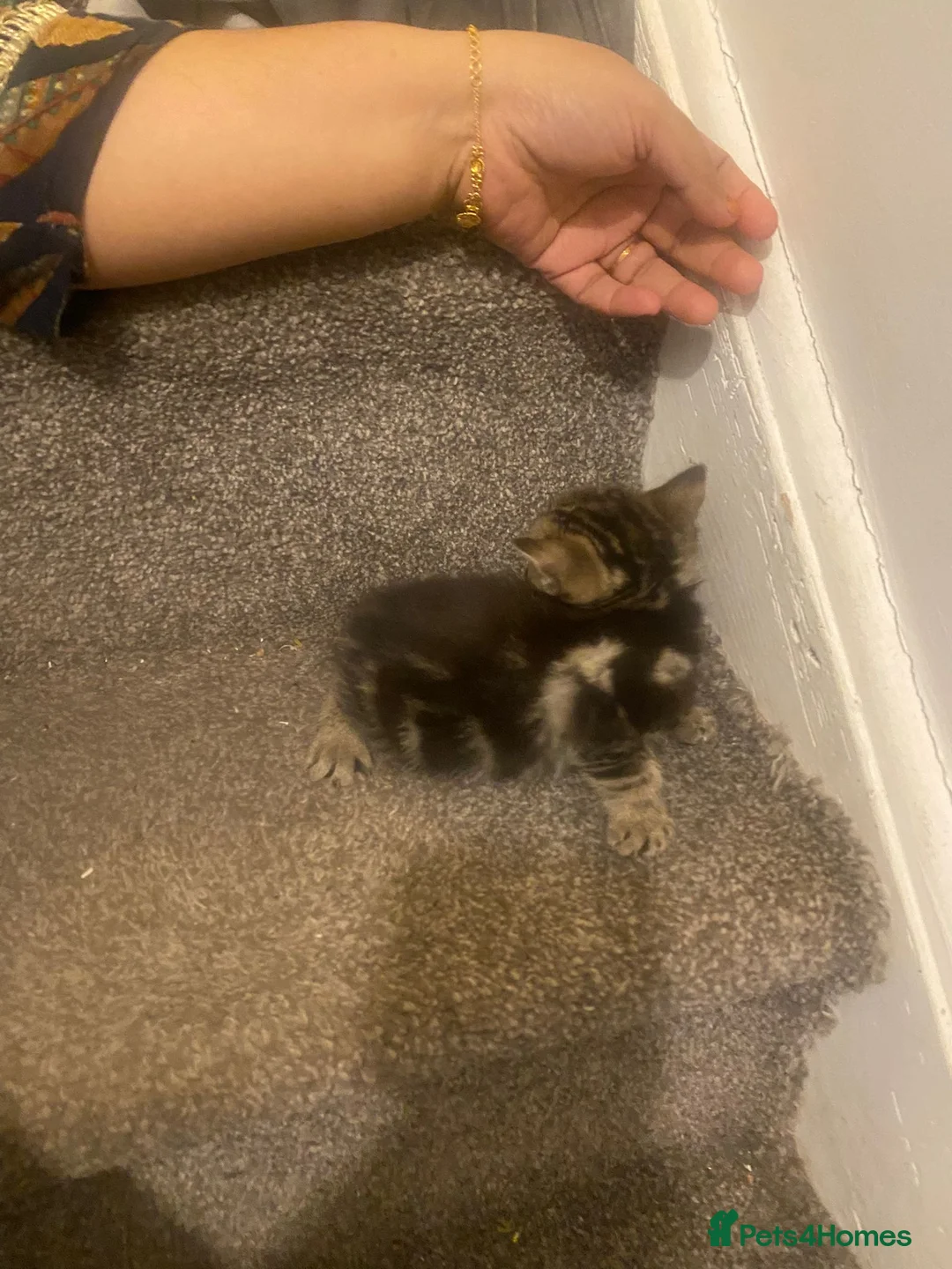 Mixed Breed cats for sale: Kittens for sale (3 available) in Cambridge - Advert 5