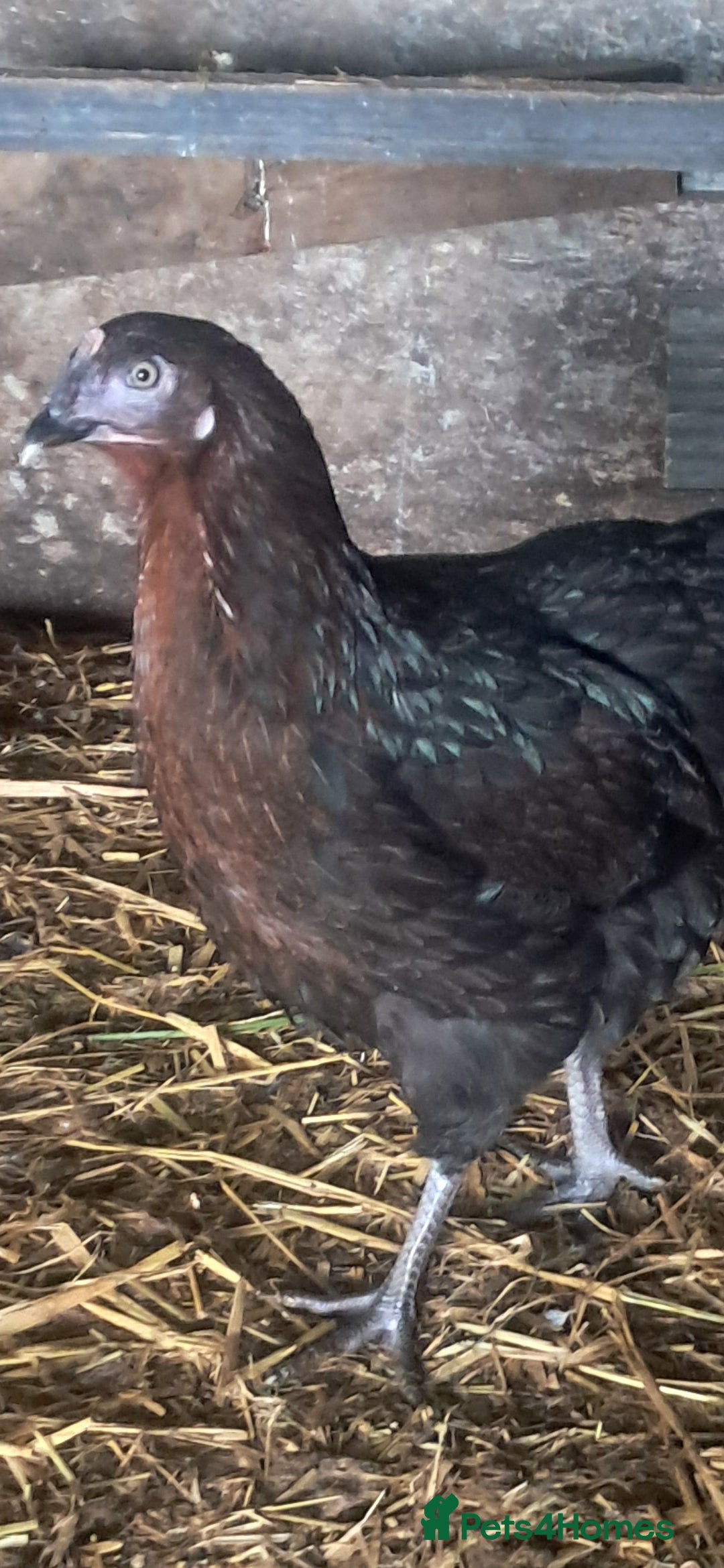 Chickens poultry for sale: Hybrid pullets available  - Image 3