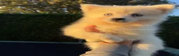 Pomsky dogs for sale: Pomsky Puppies (3) - Advert 3