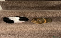 Guinea Pig rodents for sale: Female guinea pig pair (must stay together) - Image 11