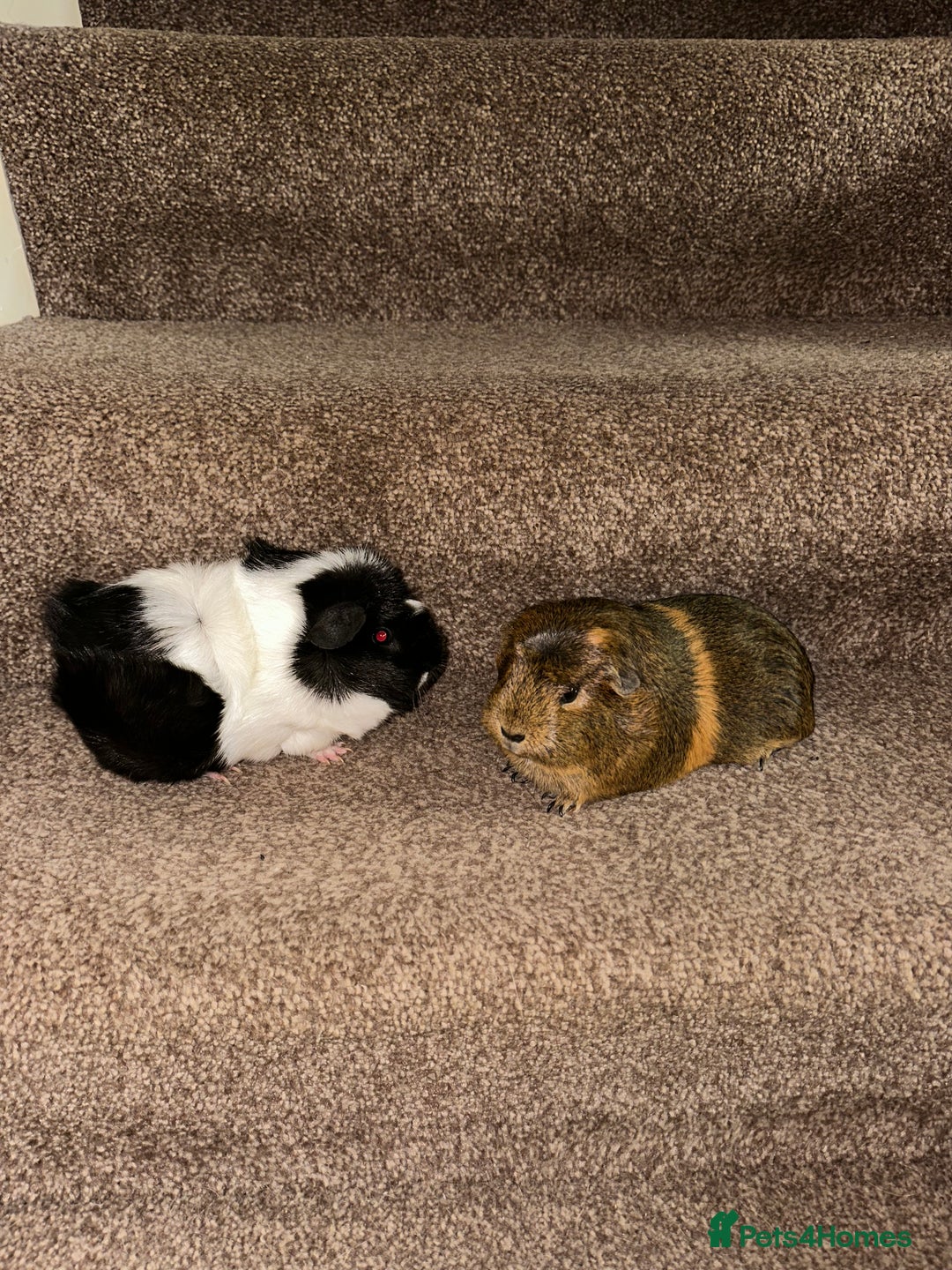 Guinea Pig rodents for sale: Female guinea pig pair (must stay together) - Image 11