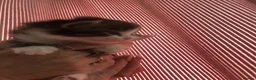 Mixed Breed cats for sale: 4 kittens  - Advert 17