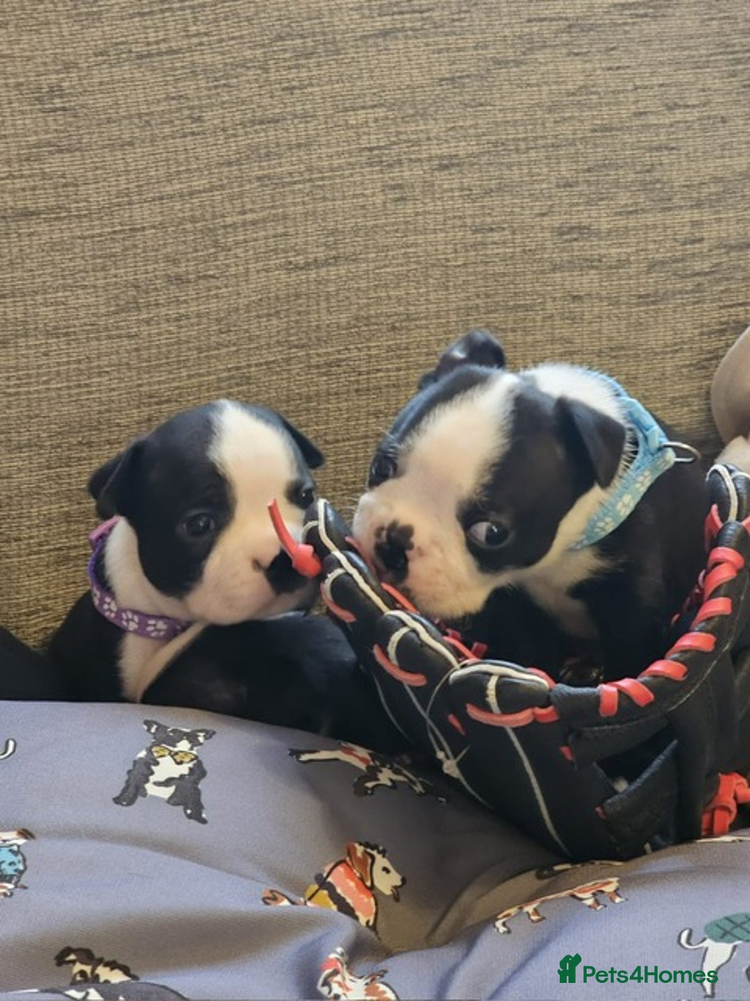 Boston Terrier dogs for sale: Boston Terrier 5* puppies - Image 14