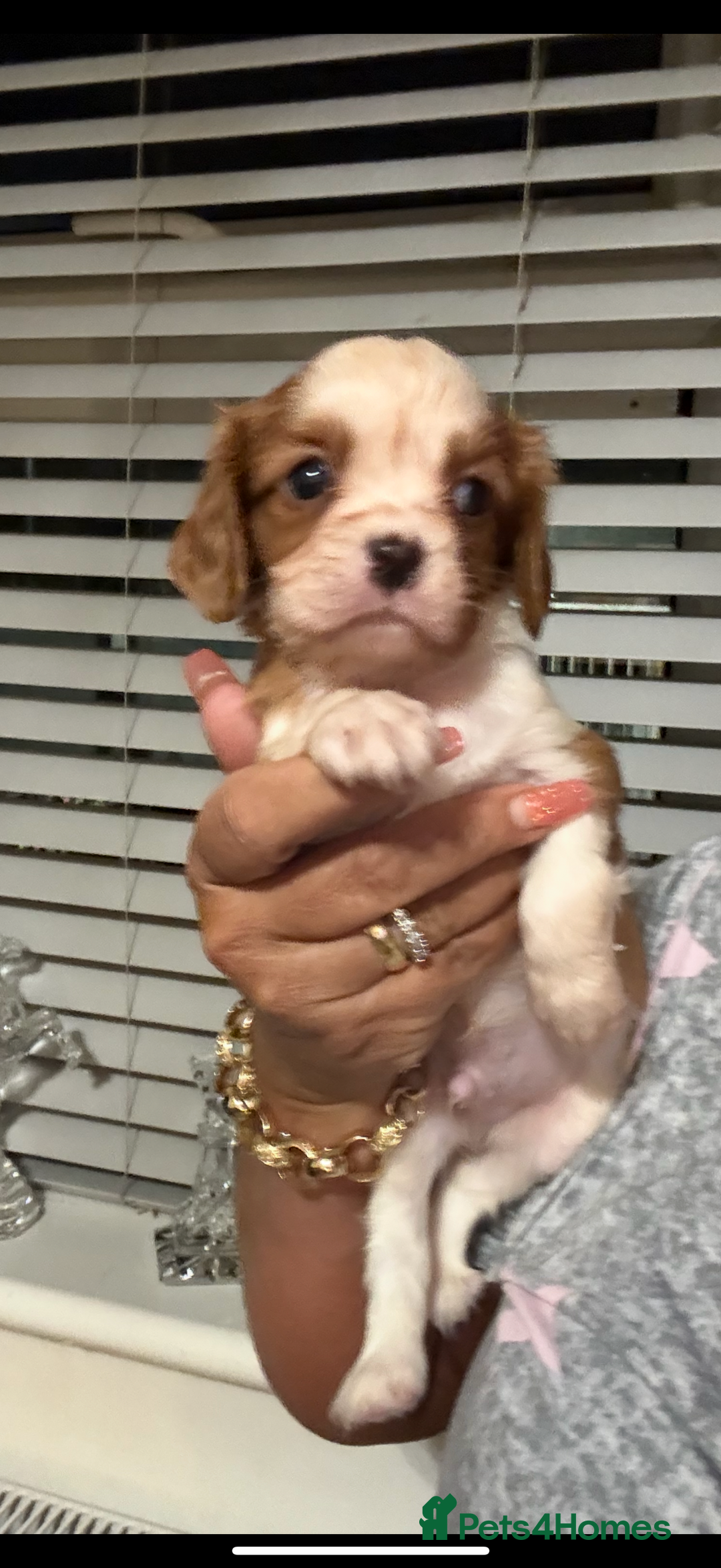 Cavalier King Charles Spaniel dogs for sale: Kc dna clear cavalier puppies available  - Advert 5