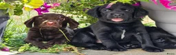 Springador dogs for sale: Beautifl Springador puppies in Totnes - Advert 5
