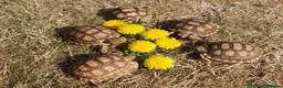 Tortoise reptiles for sale: BABY SULCATAS & SET UPS - Advert 2