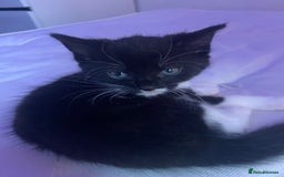 American Shorthair cats for sale: 3 kittens for sale  - Image 3