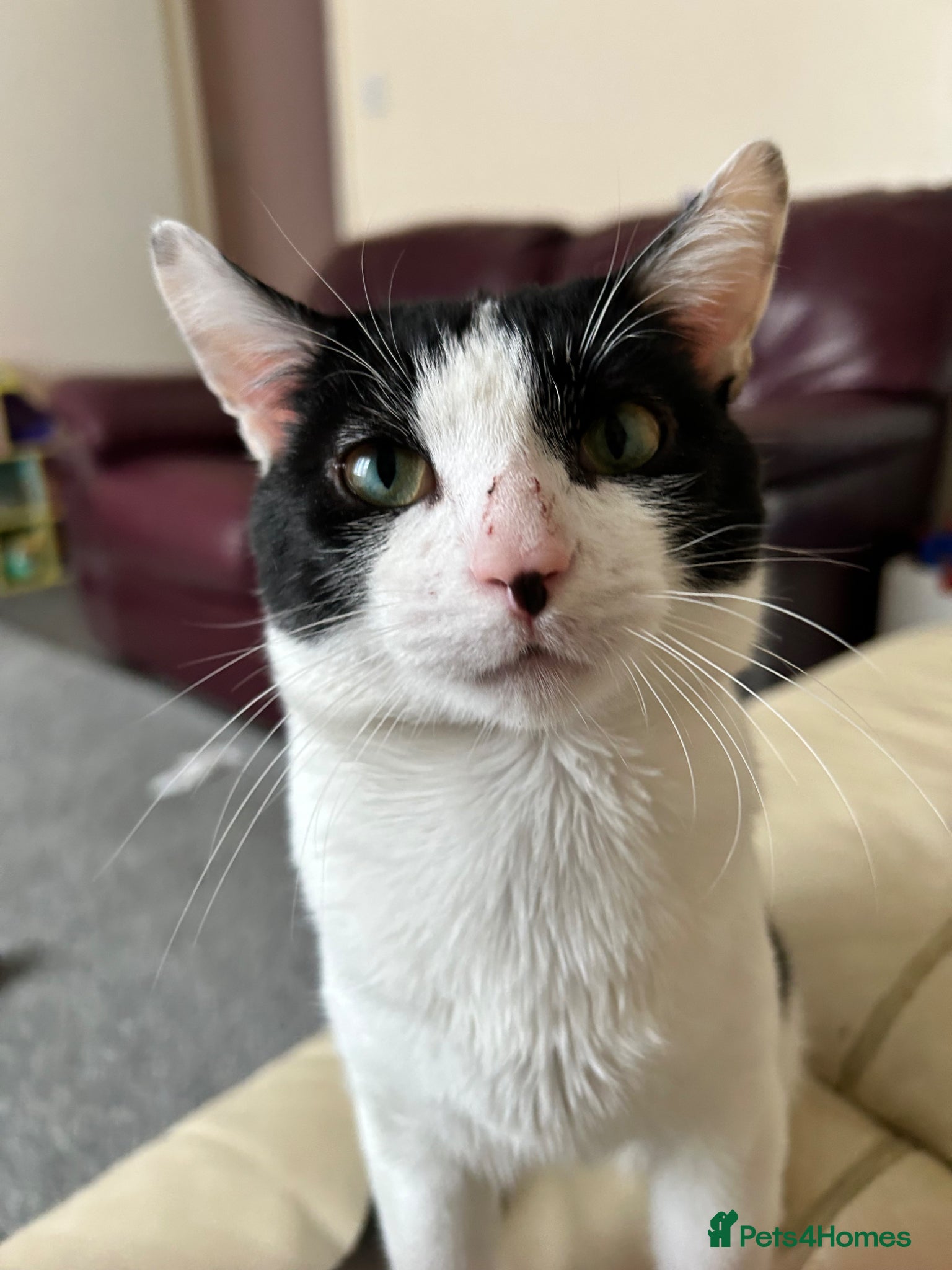 Domestic Shorthair cats Male indoor cat  - Advert 10