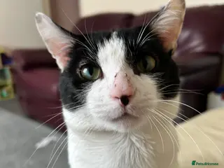 Domestic Shorthair cats Male indoor cat - Advert 6