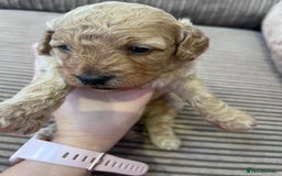 Cockapoo dogs for sale: F1B Cockapoo Puppies - Image 27