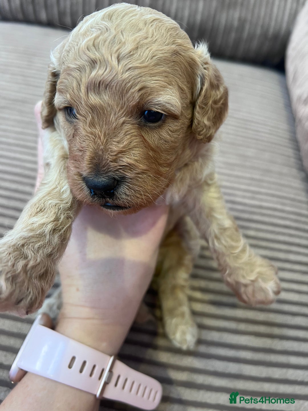 Cockapoo dogs for sale: F1B Cockapoo Puppies - Image 27