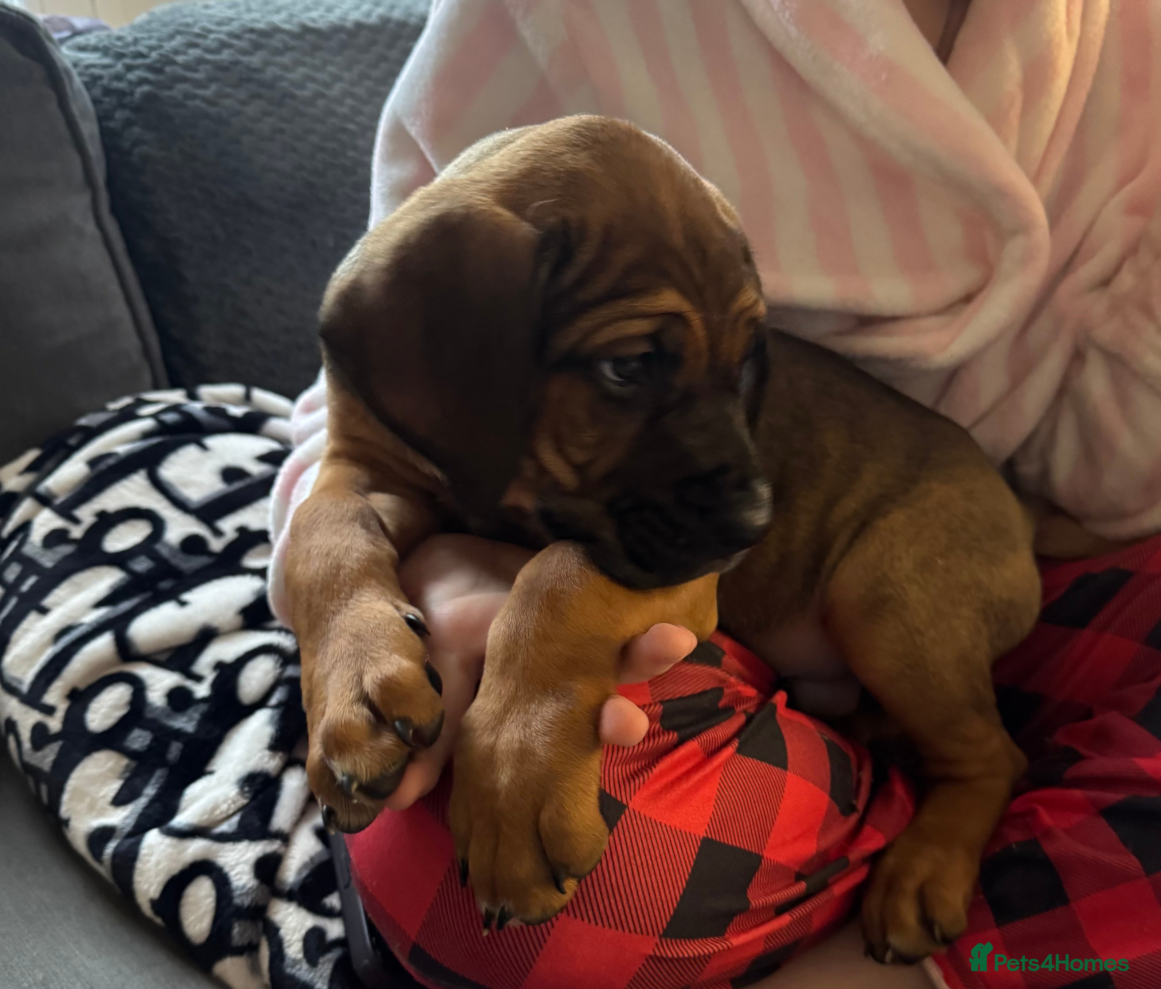 Cane Corso dogs Only 1girl remaining cane Corso pups - Advert 1