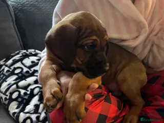 Cane Corso dogs Only 1girl remaining cane Corso pups - Advert 1