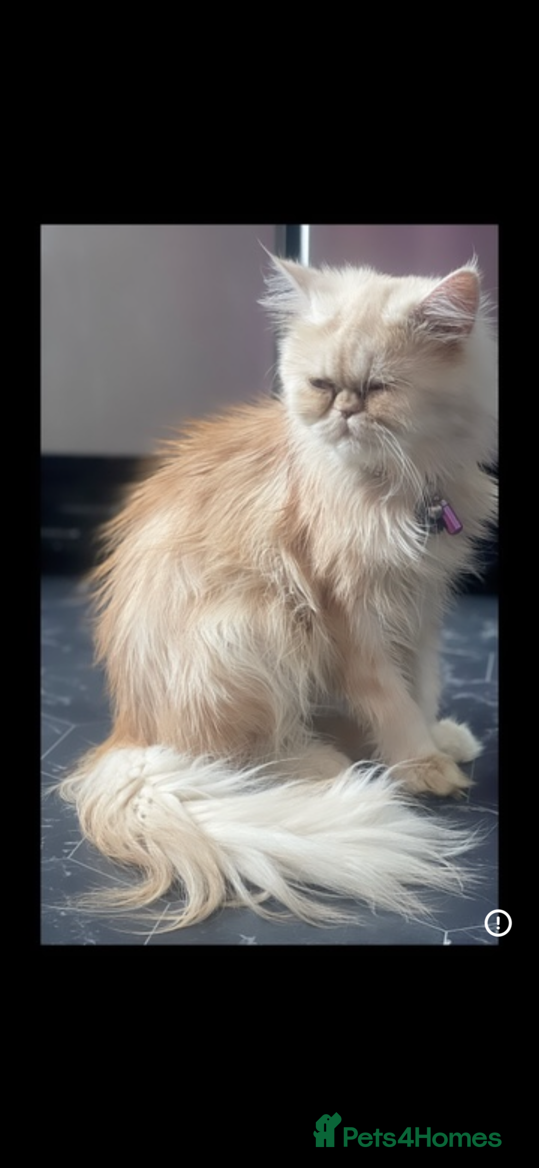 Persian cats for sale: ☆🕯️🏮 🍃Persian doll face kitten - ready now  - Advert 10