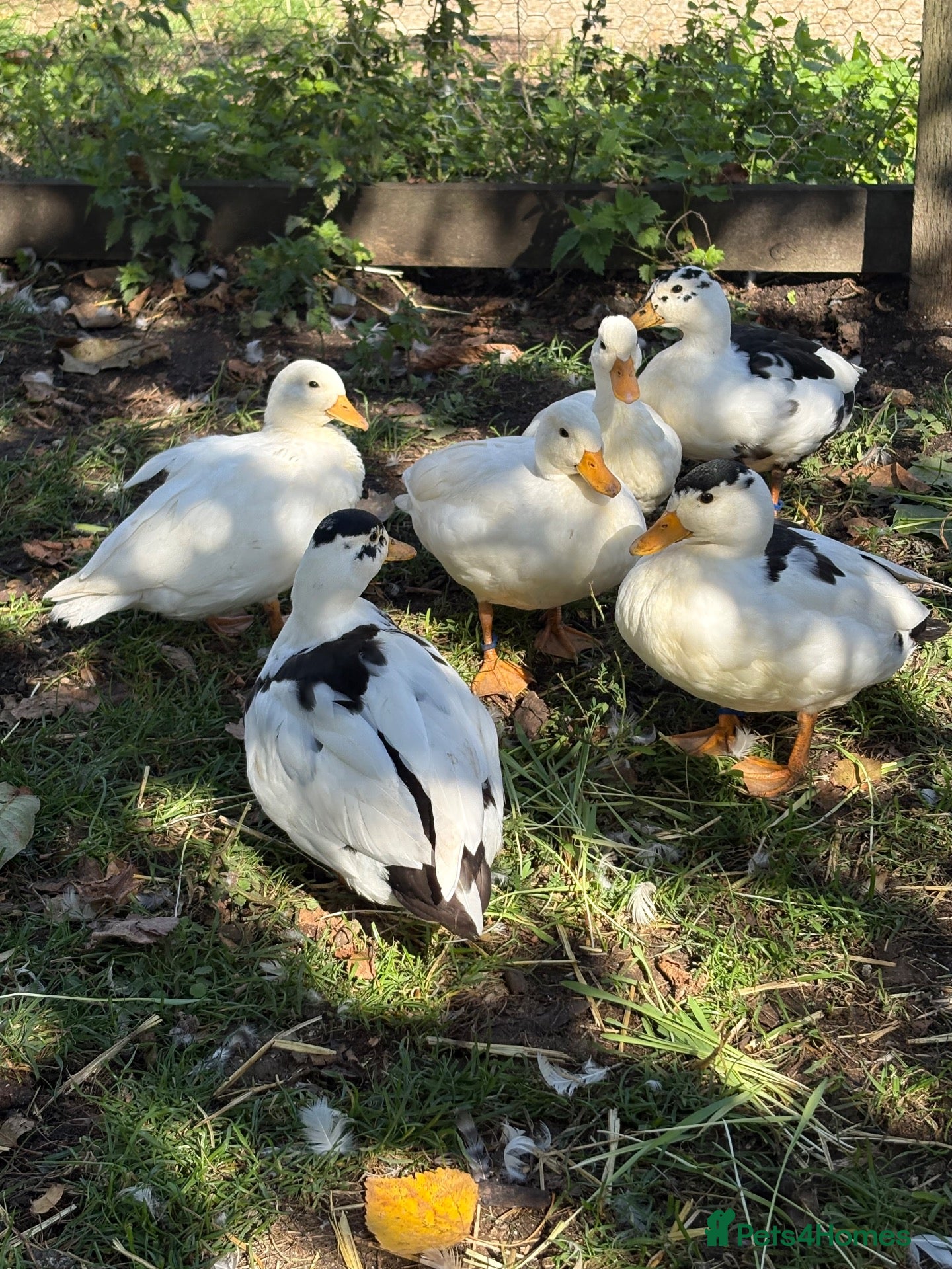 Ducks poultry 4 Male Call Ducks - Advert 2