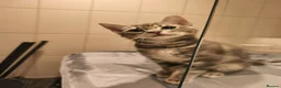 Mixed Breed cats for sale: 7-month old playful kitten - Advert 7